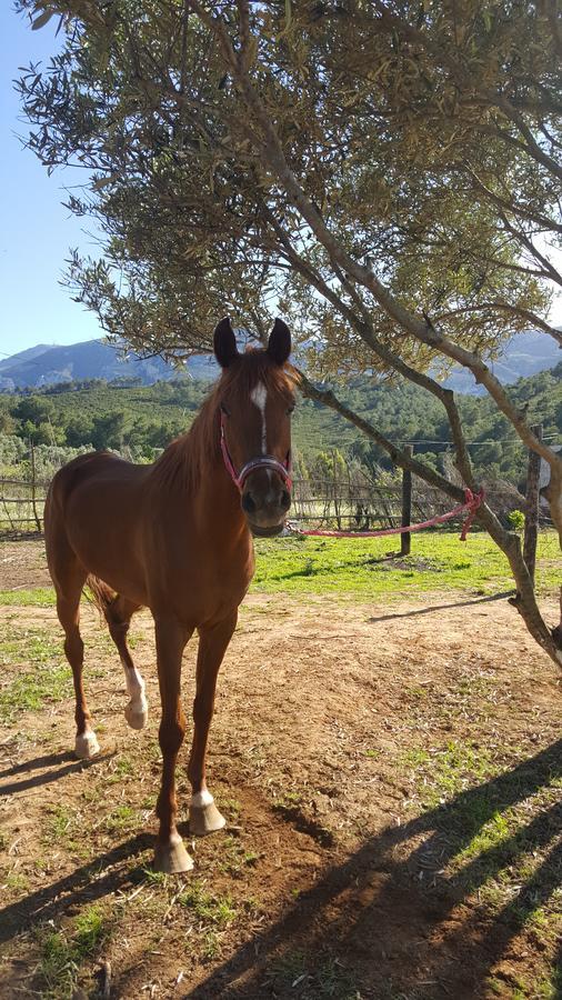 Ferma Jebala Ecolodge Kitane エクステリア 写真